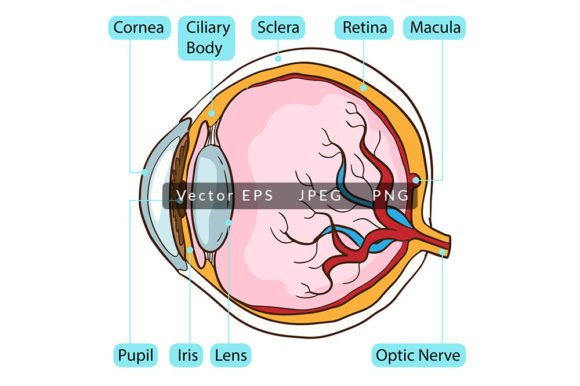 Download Inside Human Eyeball Anatomy - Eyeball Collection
