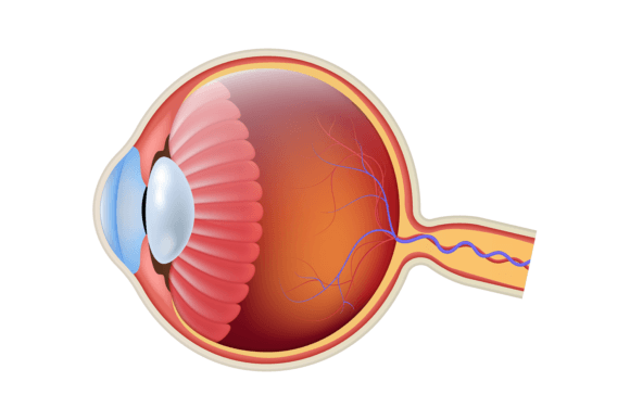 Download Anatomy Eyeball Close Up Side View. Real - Eyeball Collection